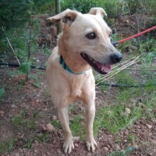 NUTS, Hund, Mischlingshund in Portugal - Bild 3