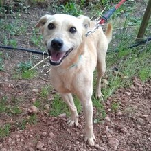 NUTS, Hund, Mischlingshund in Portugal - Bild 6