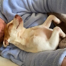NOISETTE, Hund, Mischlingshund in Portugal - Bild 10