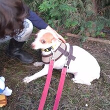 NOISETTE, Hund, Mischlingshund in Portugal - Bild 4