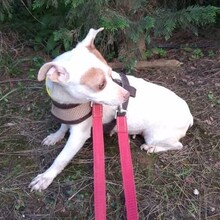 NOISETTE, Hund, Mischlingshund in Portugal - Bild 5