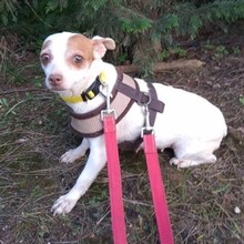 NOISETTE, Hund, Mischlingshund in Portugal - Bild 6