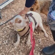 NOISETTE, Hund, Mischlingshund in Portugal - Bild 7