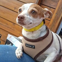 NOISETTE, Hund, Mischlingshund in Portugal - Bild 8