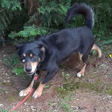 NUTELLA, Hund, Mischlingshund in Portugal - Bild 10