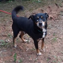 NUTELLA, Hund, Mischlingshund in Portugal - Bild 11