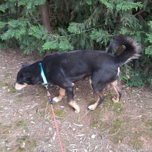 NUTELLA, Hund, Mischlingshund in Portugal - Bild 13