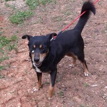 NUTELLA, Hund, Mischlingshund in Portugal - Bild 4