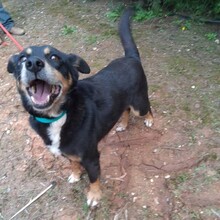NUTELLA, Hund, Mischlingshund in Portugal - Bild 5