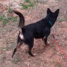 NUTELLA, Hund, Mischlingshund in Portugal - Bild 7