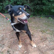 NUTELLA, Hund, Mischlingshund in Portugal - Bild 8
