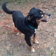 NUTELLA, Hund, Mischlingshund in Portugal - Bild 9