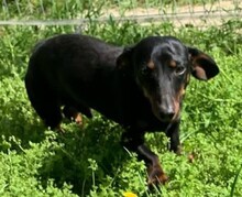 KOLBASZ, Hund, Zwergdackel in Ungarn - Bild 1
