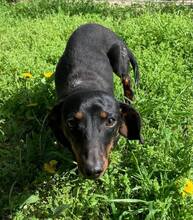 KOLBASZ, Hund, Zwergdackel in Ungarn - Bild 2