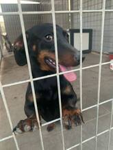 KOLBASZ, Hund, Zwergdackel in Ungarn - Bild 3