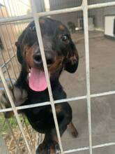KOLBASZ, Hund, Zwergdackel in Ungarn - Bild 4