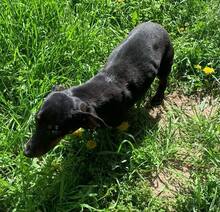 KOLBASZ, Hund, Zwergdackel in Ungarn - Bild 5