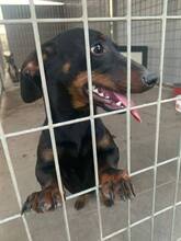 KOLBASZ, Hund, Zwergdackel in Ungarn - Bild 7