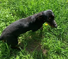 KOLBASZ, Hund, Zwergdackel in Ungarn - Bild 8