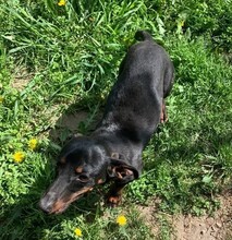 KOLBASZ, Hund, Zwergdackel in Ungarn - Bild 9