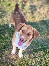 LILLY, Hund, Mischlingshund in Rumänien - Bild 1