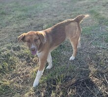 LILLY, Hund, Mischlingshund in Rumänien - Bild 2
