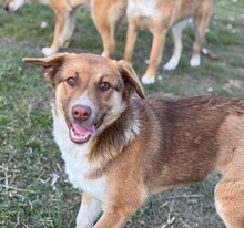LILLY, Hund, Mischlingshund in Rumänien - Bild 3