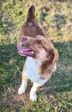 LILLY, Hund, Mischlingshund in Rumänien - Bild 5