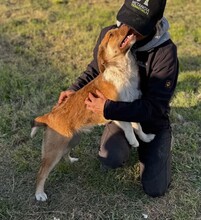 LILLY, Hund, Mischlingshund in Rumänien - Bild 7