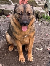 EVA, Hund, Deutscher Schäferhund-Mix in Italien - Bild 1