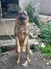 EVA, Hund, Deutscher Schäferhund-Mix in Italien - Bild 2