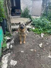 EVA, Hund, Deutscher Schäferhund-Mix in Italien - Bild 3