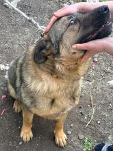 EVA, Hund, Deutscher Schäferhund-Mix in Italien - Bild 5