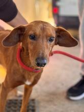 JIMMY, Hund, Podenco in Spanien - Bild 1