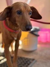 JIMMY, Hund, Podenco in Spanien - Bild 2