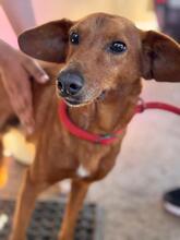 JIMMY, Hund, Podenco in Spanien - Bild 3