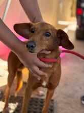 JIMMY, Hund, Podenco in Spanien - Bild 4