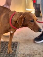 JIMMY, Hund, Podenco in Spanien - Bild 5