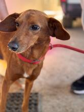 JIMMY, Hund, Podenco in Spanien - Bild 6