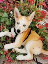 ISABELLA, Hund, Siberian Husky-Mix in Eppelborn - Bild 1