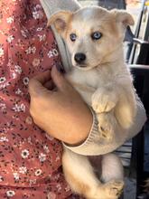 ISABELLA, Hund, Siberian Husky-Mix in Eppelborn - Bild 10