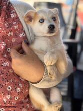 ISABELLA, Hund, Siberian Husky-Mix in Eppelborn - Bild 11