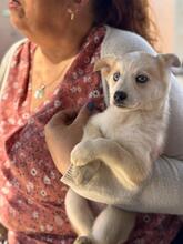 ISABELLA, Hund, Siberian Husky-Mix in Eppelborn - Bild 12