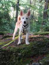 ISABELLA, Hund, Siberian Husky-Mix in Eppelborn - Bild 2