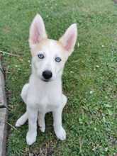 ISABELLA, Hund, Siberian Husky-Mix in Eppelborn - Bild 3