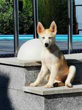 ISABELLA, Hund, Siberian Husky-Mix in Eppelborn - Bild 4