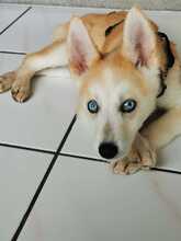 ISABELLA, Hund, Siberian Husky-Mix in Eppelborn - Bild 5