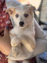 ISABELLA, Hund, Siberian Husky-Mix in Eppelborn - Bild 7