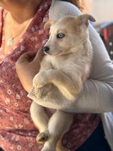 ISABELLA, Hund, Siberian Husky-Mix in Eppelborn - Bild 8