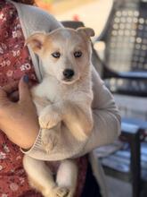ISABELLA, Hund, Siberian Husky-Mix in Eppelborn - Bild 9